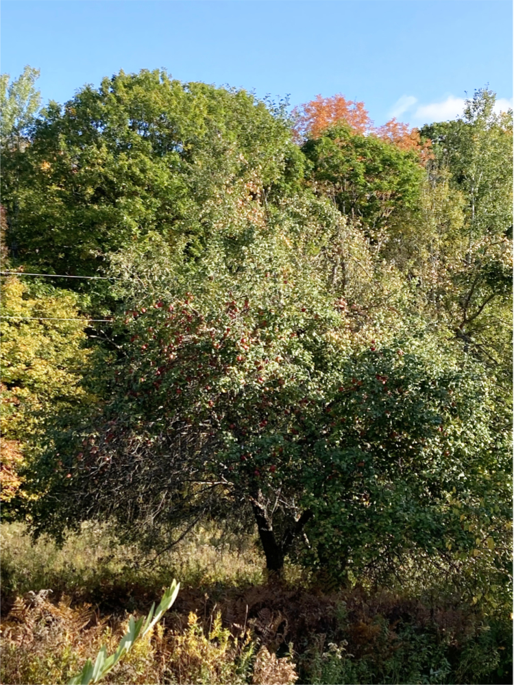 Grand Pommier de pommes sauvages