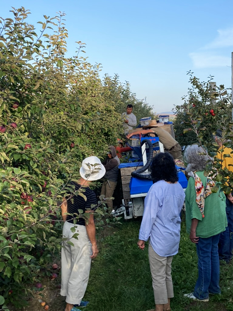 La récolte des pommes au Vegr du Lac