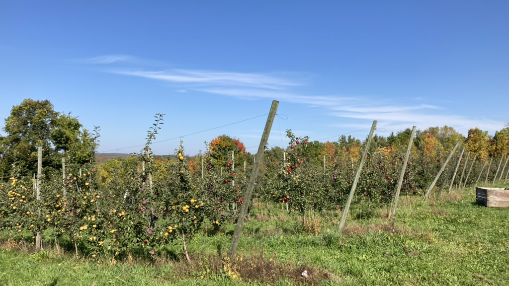 Verger d'expérimentation, Québec, Pommes à cidre.