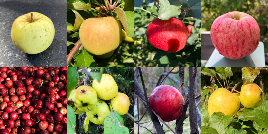 Montage pommes, Pommes connues,
pommes sauvages,